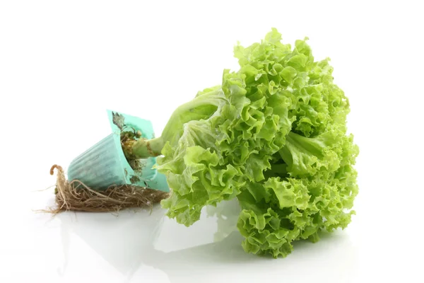 Lettuce isolated in white background — Stock Photo, Image
