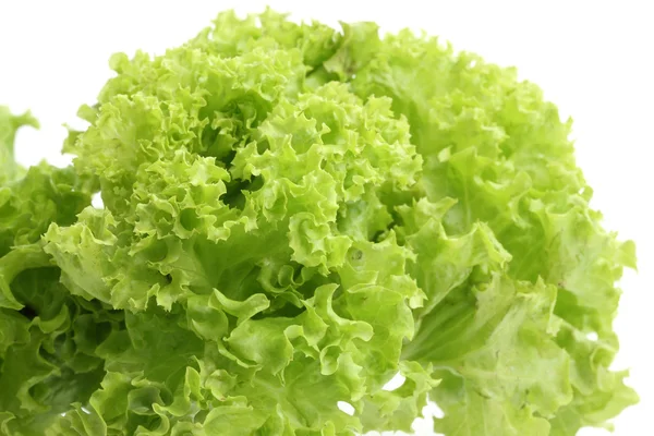 Lettuce close up isolated in white background — Stock Photo, Image