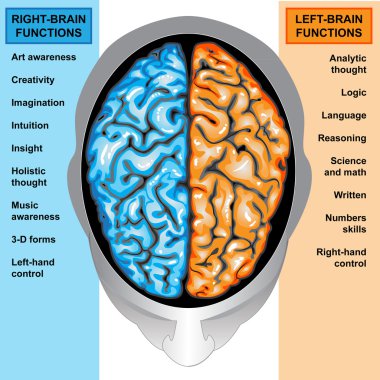 Human brain left and right functions clipart