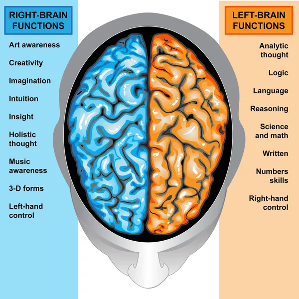 Cérebro humano funções esquerda e direita — Fotografia de Stock