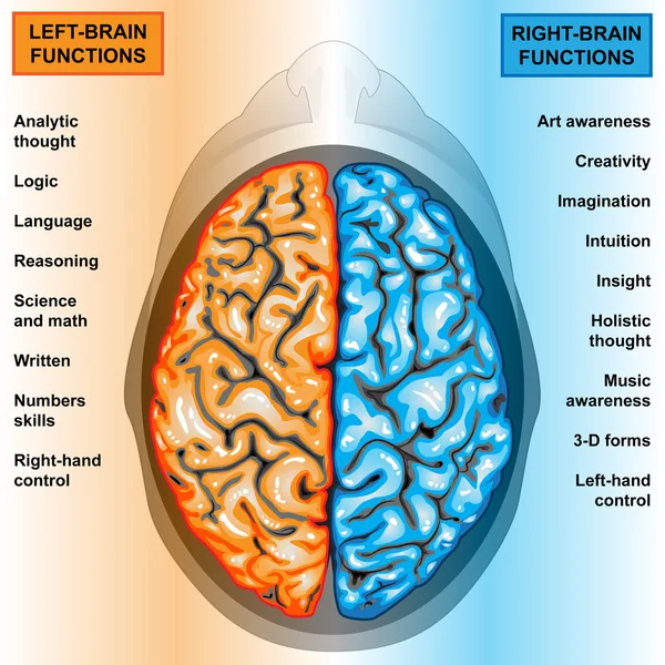 Ανθρώπινα αριστερά και δεξιά λειτουργίες του εγκεφάλου — Φωτογραφία Αρχείου
