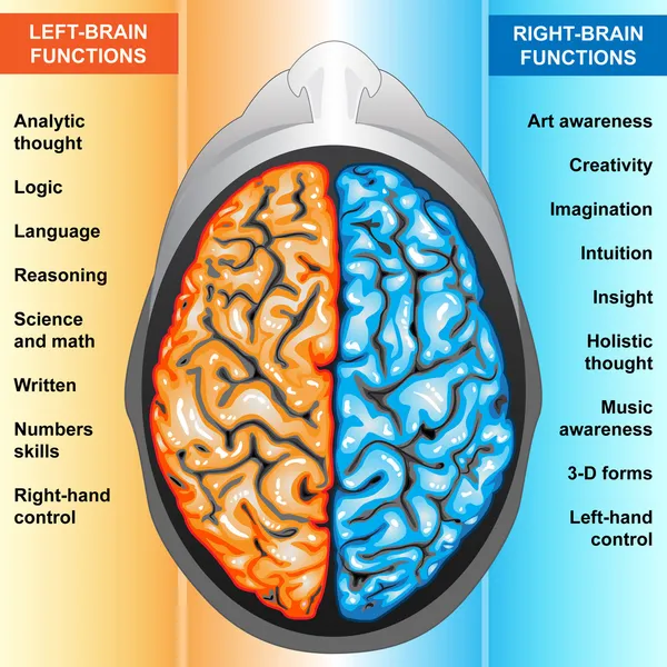Lidský mozek funkce levé a pravé — Stock fotografie