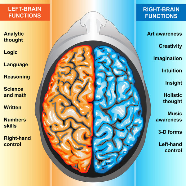 Human brain left and right functions