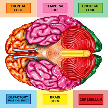 Human brain underside view clipart