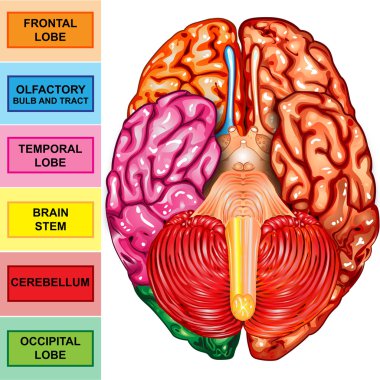 insan beyni alt görünümü