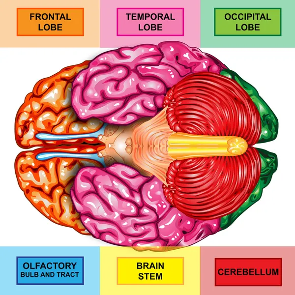 Mänskliga hjärnan undersidan Visa — Stockfoto