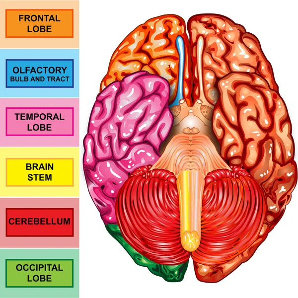 Visão inferior do cérebro humano — Fotografia de Stock