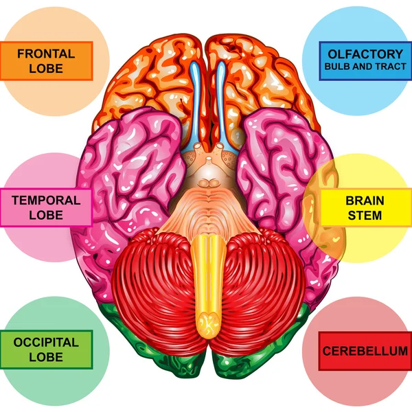 Widok od spodu ludzkiego mózgu — Zdjęcie stockowe