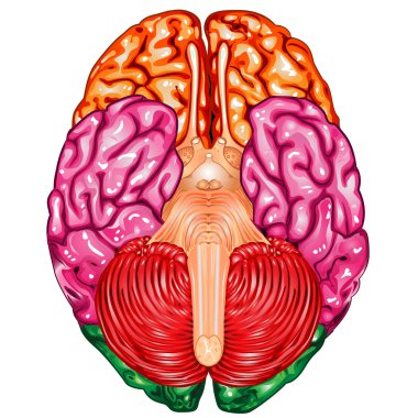 Human brain underside view vector clipart