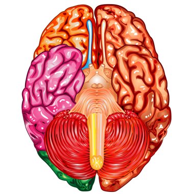 Human brain underside view vector clipart