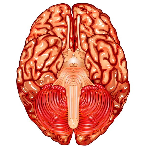 Vector de vista inferior del cerebro humano — Archivo Imágenes Vectoriales