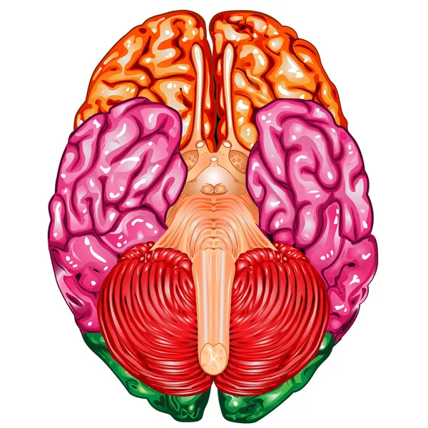 Menschliches Gehirn Unterseite Ansicht Vektor — Stockvektor