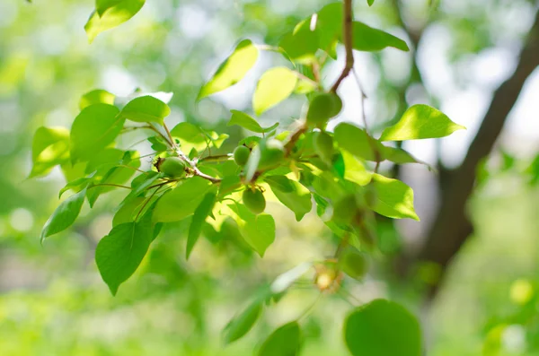 stock image Apricot tree