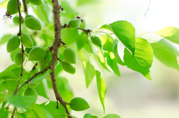 stock image Green apricot