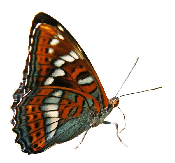 Butterfly terisolasi Stok Gambar Bebas Royalti