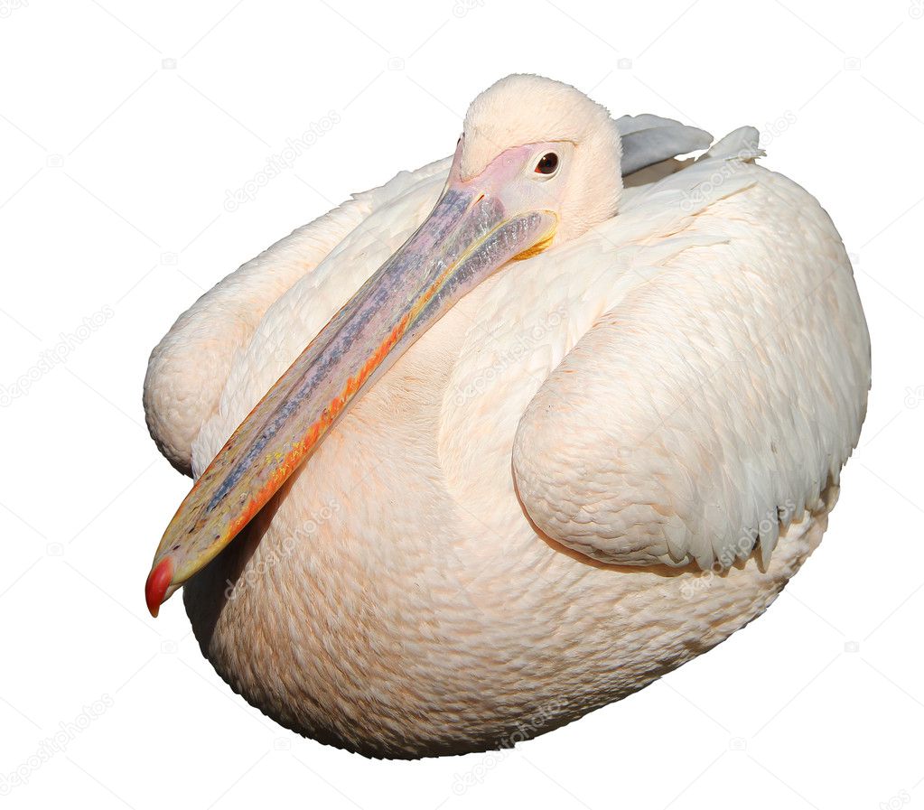 Pelican isolated