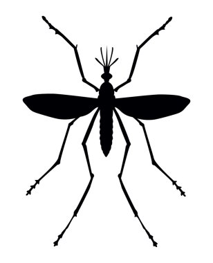 Mosquito clipart