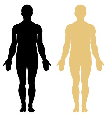 Male human anatomy clipart