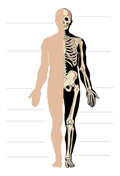 Mann med anatomi – stockvektor