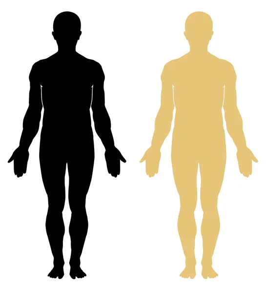 Anatomie humaine masculine — Image vectorielle