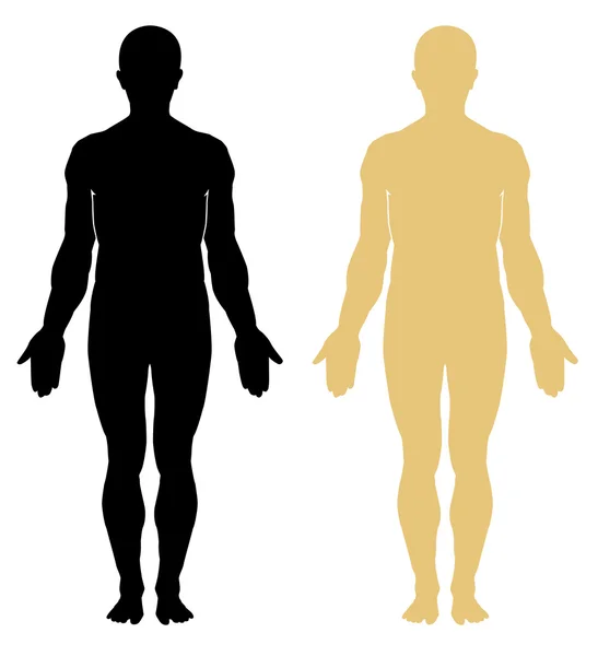 Anatomía humana masculina — Vector de stock