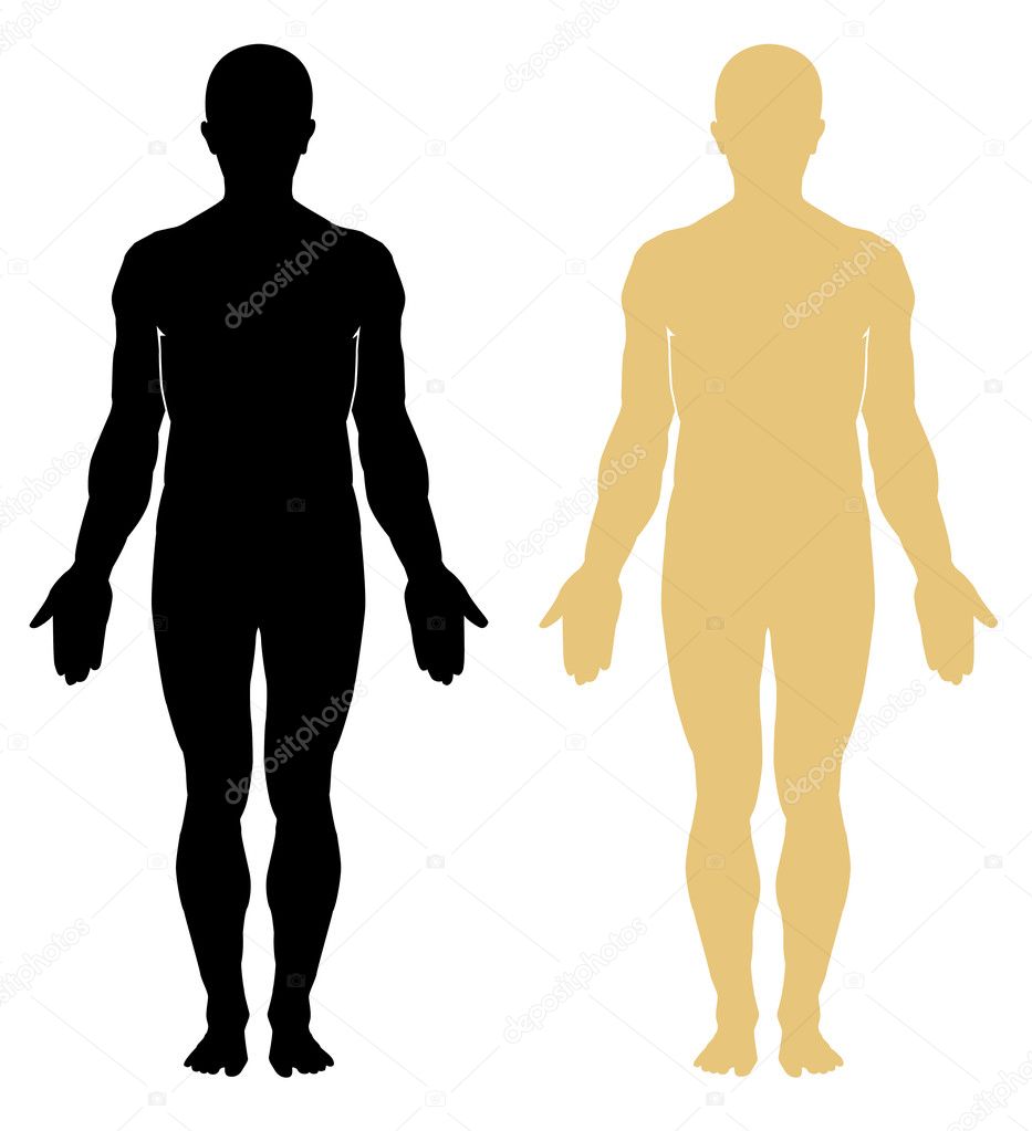Male human anatomy
