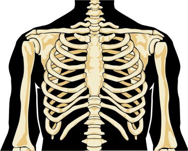 insan iskeleti. göğüs