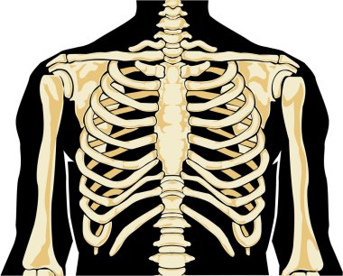 Human skeleton. Chest clipart