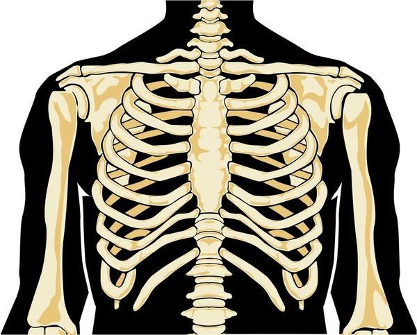 人間の骨格。胸 — ストックベクタ