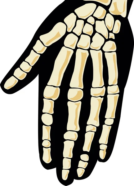 Esqueleto humano. Mão —  Vetores de Stock
