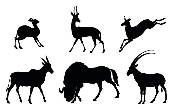 Animals collections. Antelope