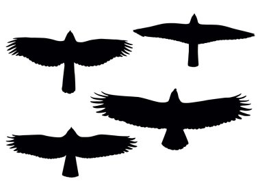 Birds of pray clipart