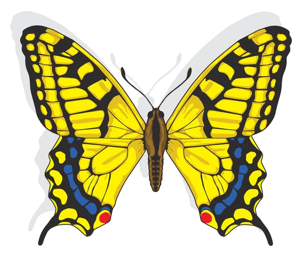 Swallowtail метелик — стоковий вектор