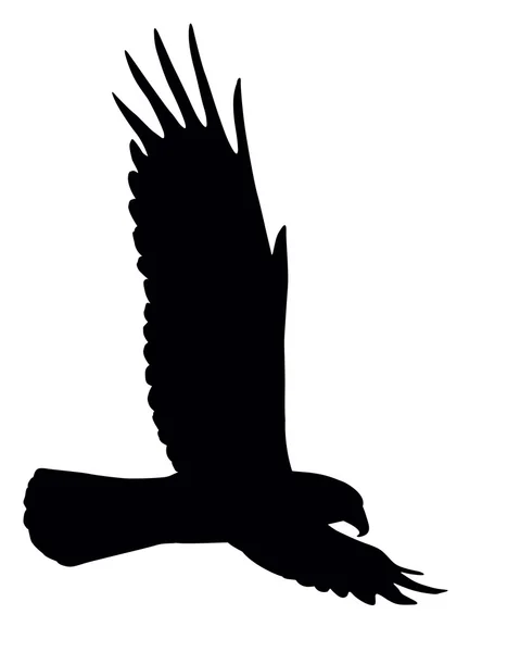 Águia voadora —  Vetores de Stock
