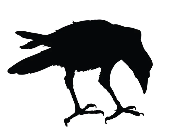 Cuervo vectorial — Archivo Imágenes Vectoriales