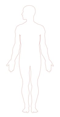 Male human anatomy