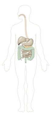 Human anatomy. Digestive system clipart