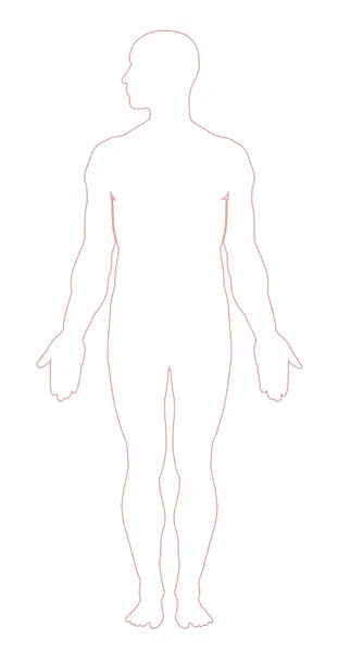 男性の人間の解剖学 — ストックベクタ