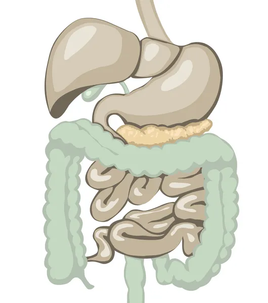 Digestive system — Stock Vector