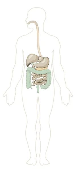Anatomia humana. Sistema digestivo — Vetor de Stock
