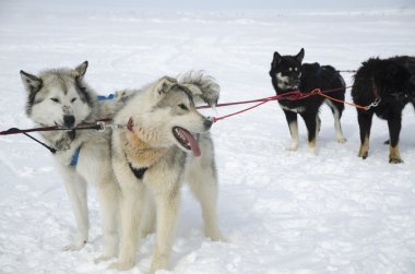 kızak köpekleri