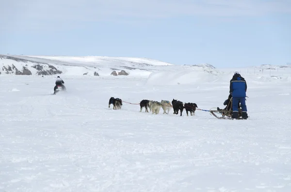 stock image Sleigh dogs