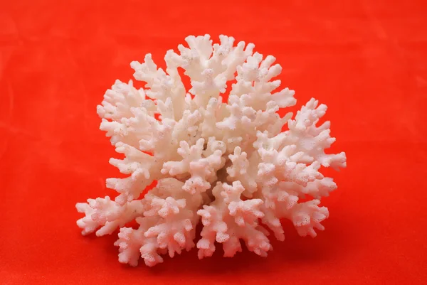 Белый коралл на красном фоне — стоковое фото