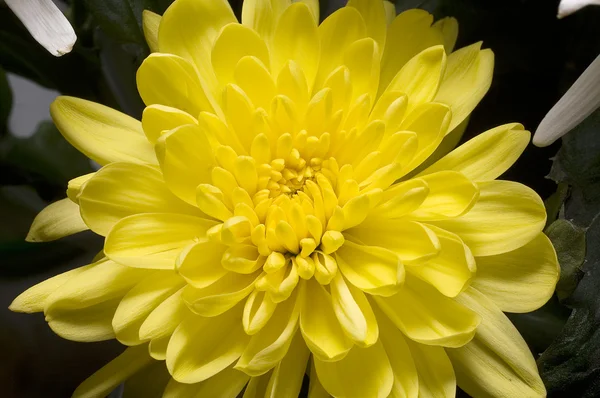 Chrysantemum — Stock fotografie