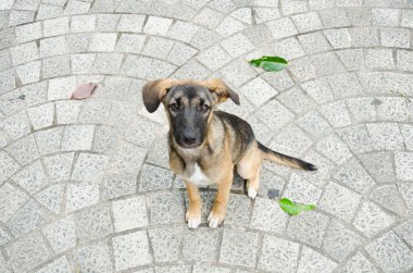 tuğla katta oturan köpek.