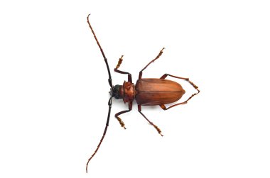 Megopis costipennis clipart