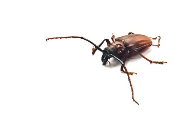 Megopis costipennis