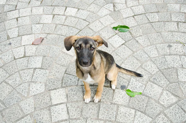 stock image Dog sitting on the brick floor.