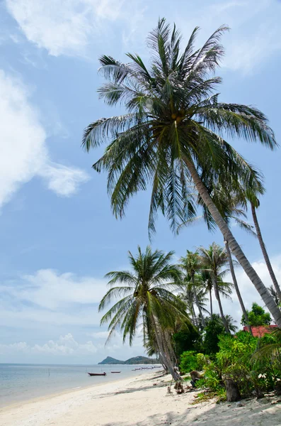 Playa tropical con palma de coco — Foto de Stock