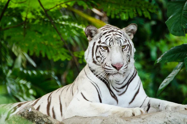 stock image White bengal tiger